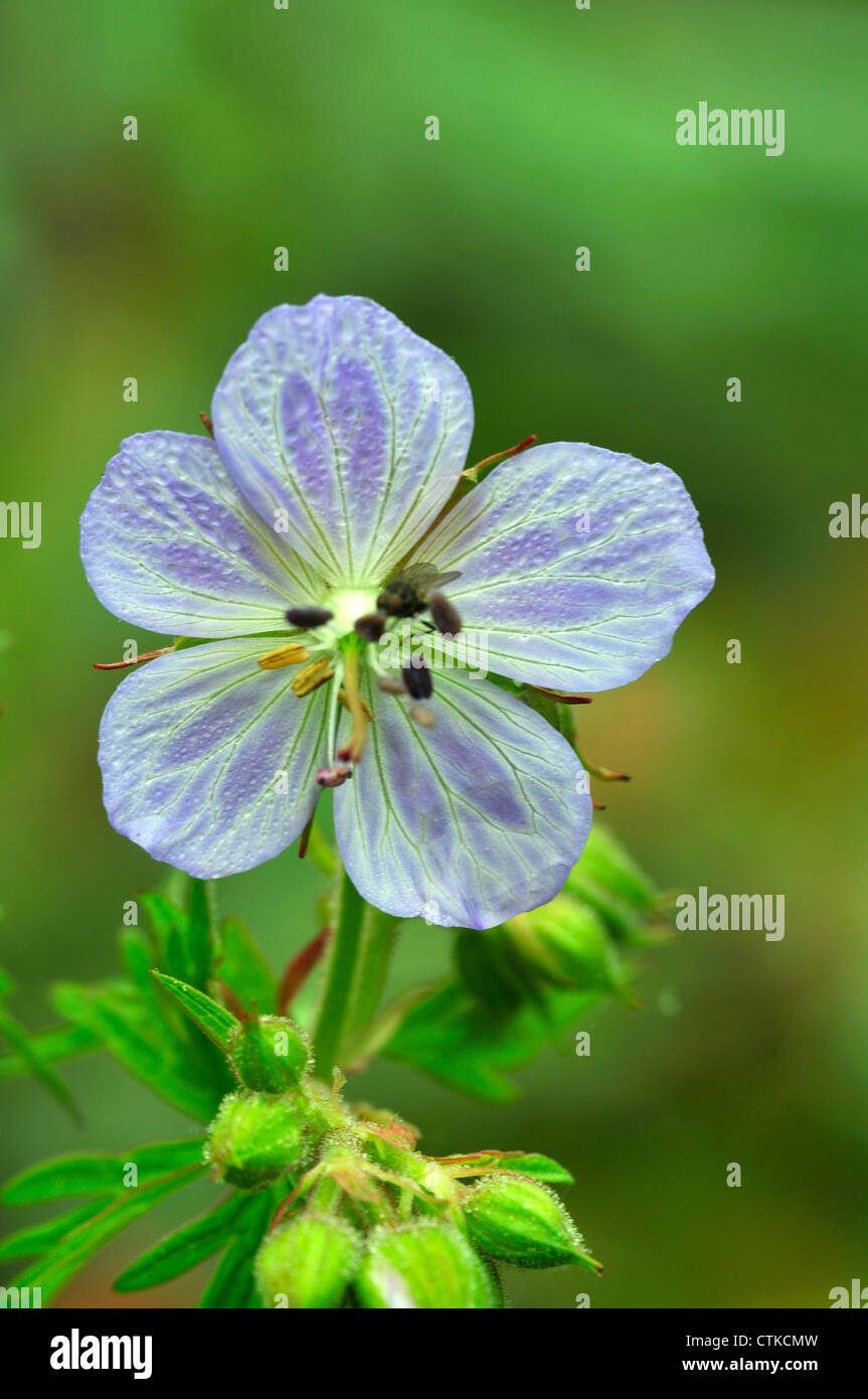 Une pale blue geranium UK Banque D'Images