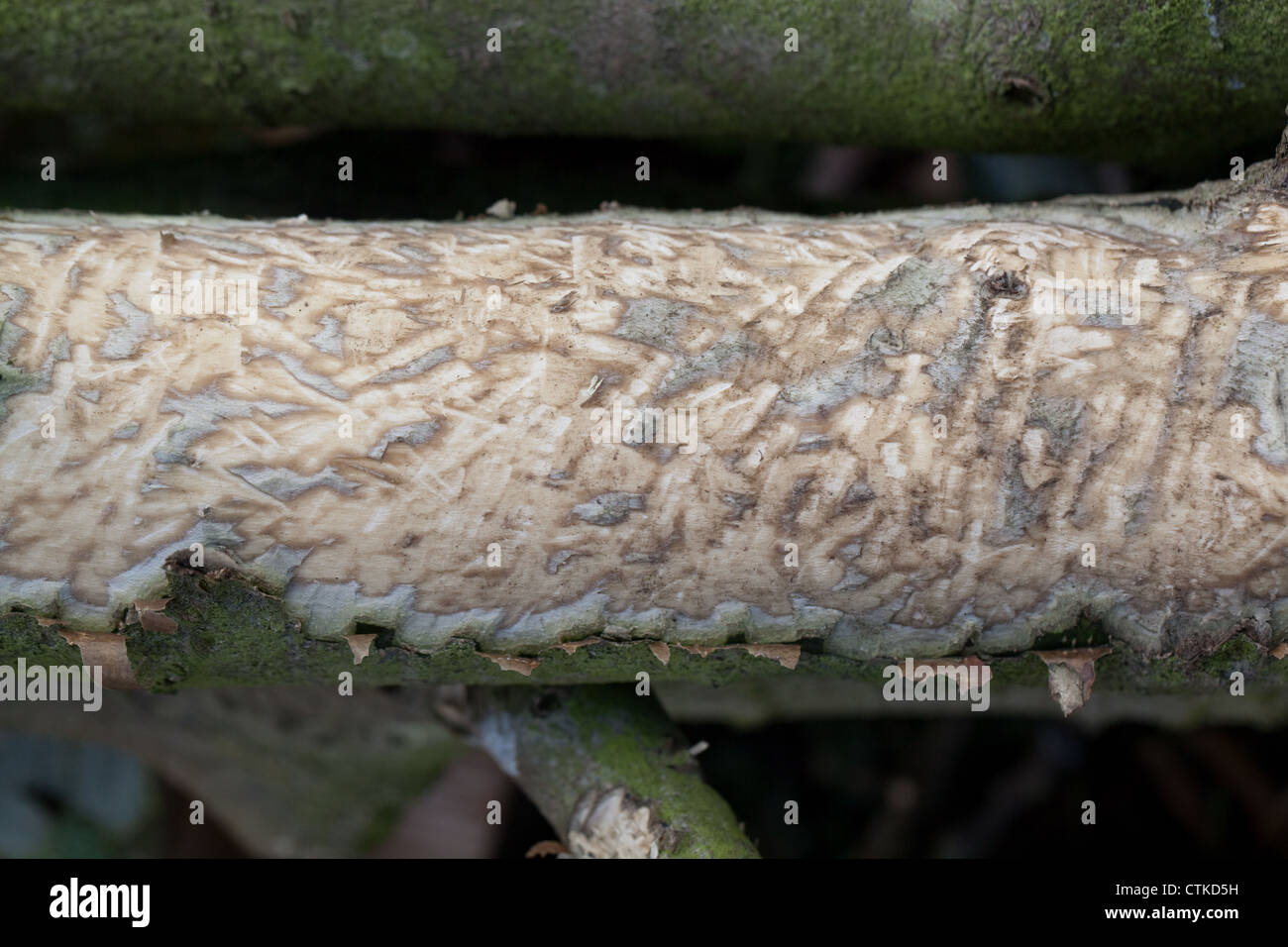 Le houx (Ilex aquifolium). Tronc plus jeunes rongés par le lapin (Oryctolagus cuniculus), de cambium. Banque D'Images