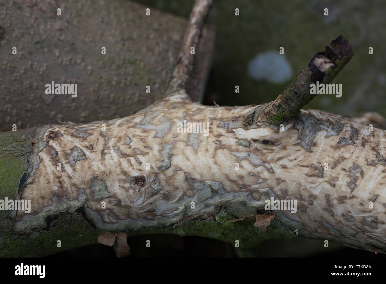 Le houx (Ilex aquifolium). Tronc abattu moins rongés par le lapin (Oryctolagus cuniculus), de cambium. Banque D'Images