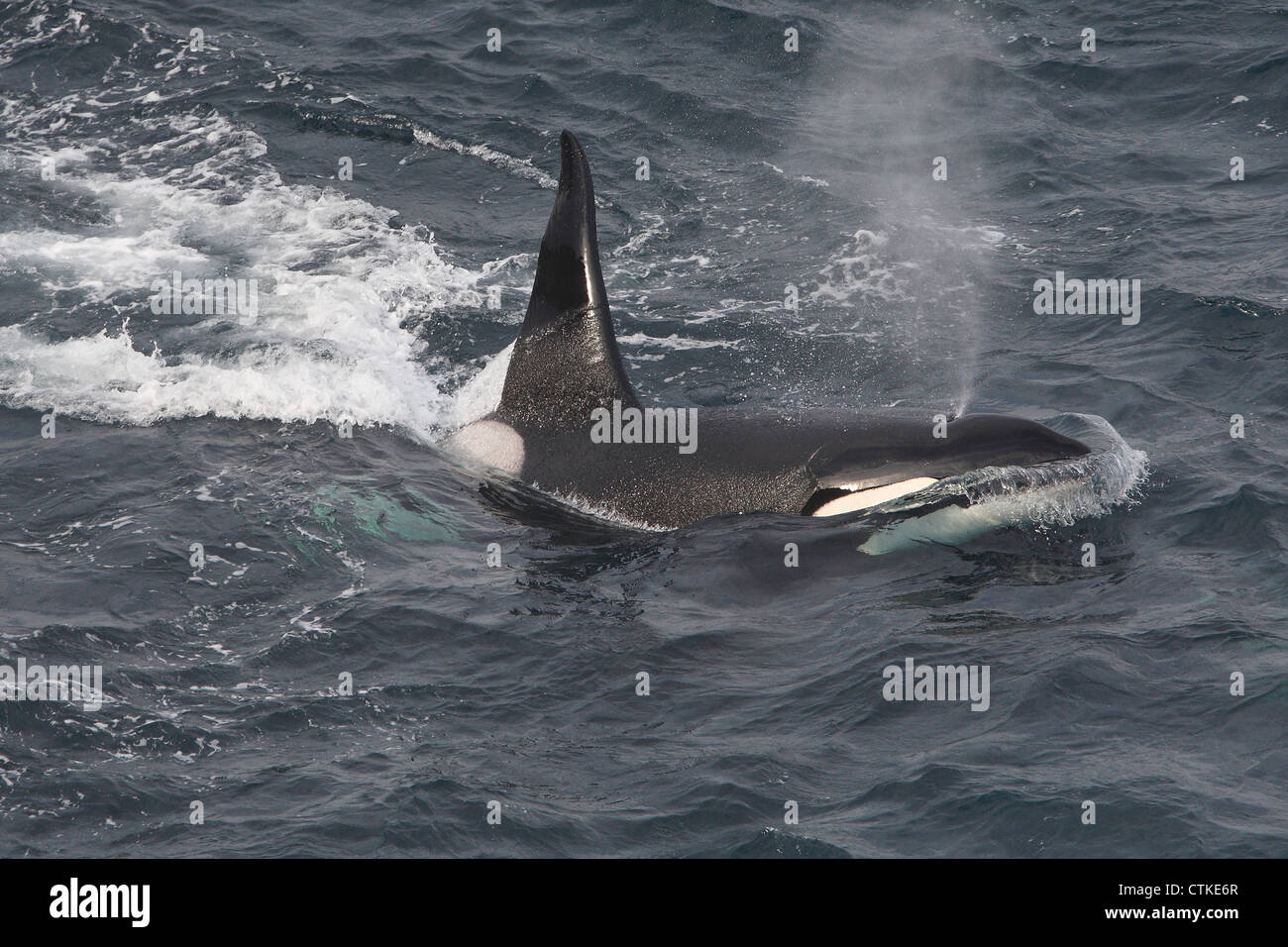 L'Orque Orcinus orca' Établissement"Sumburgh Head off réserve RSPB, Shetland, Scotland, UK Banque D'Images