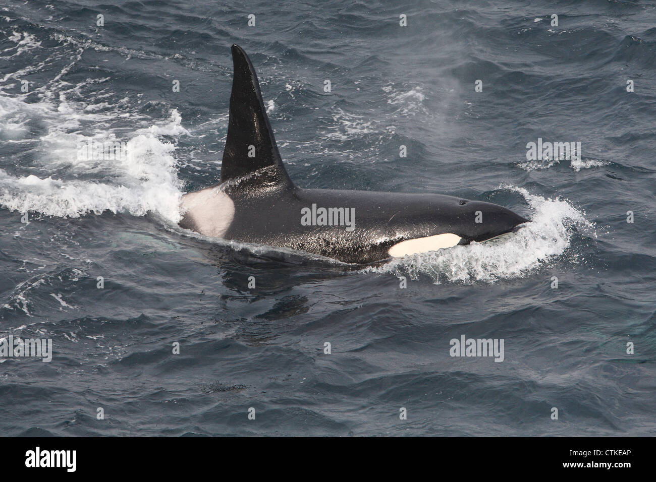 L'Orque Orcinus orca' Établissement"Sumburgh Head off réserve RSPB, Shetland, Scotland, UK Banque D'Images