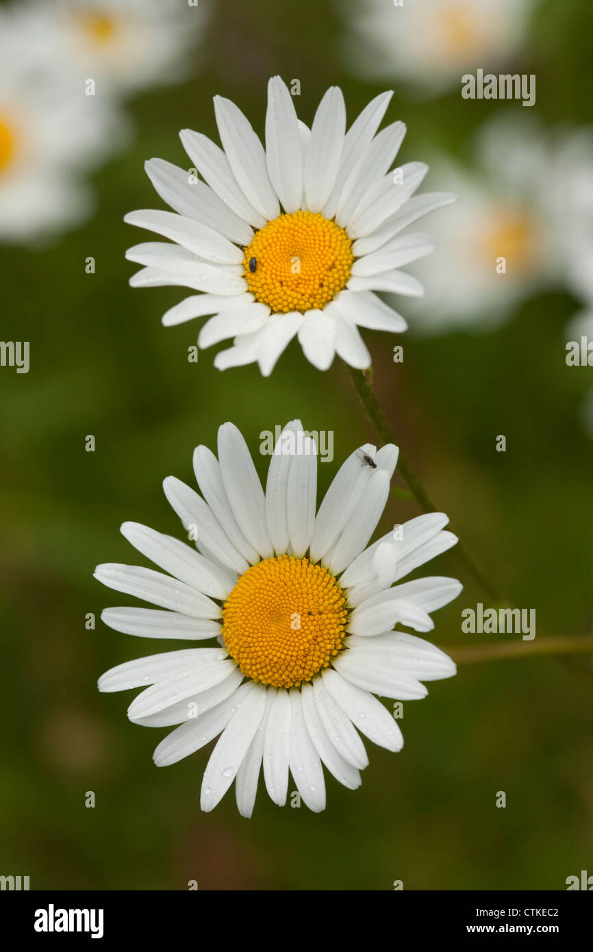 Oxeye Daisy (Leucanthemun vulgare). Sheringham, Norfolk. De juin. L'été. Banque D'Images