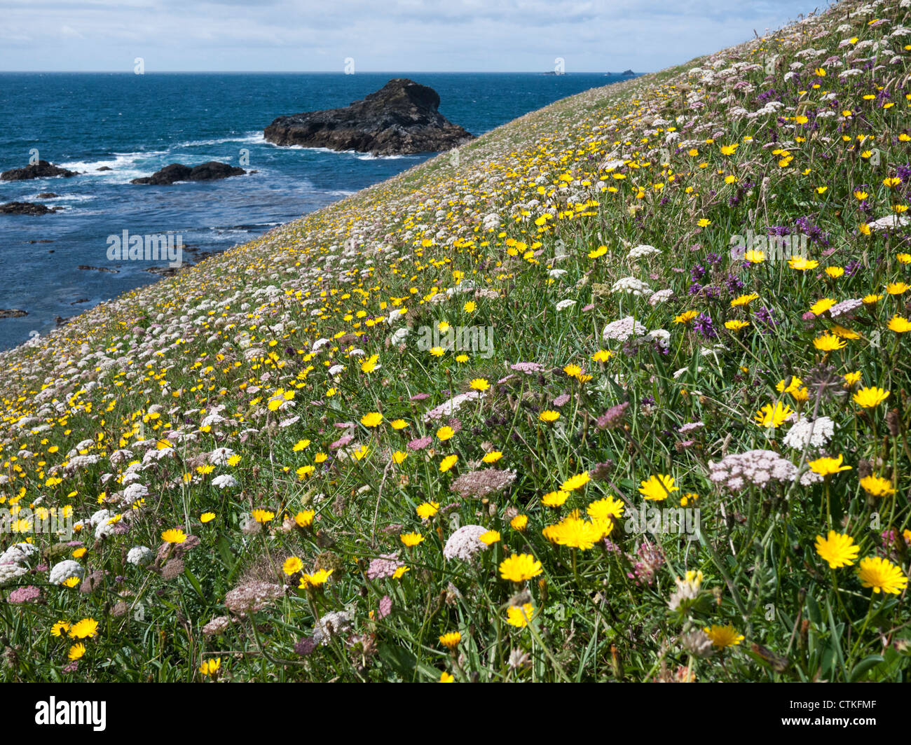 Fleurs sauvages poussant sur le bord des falaises près de Bedruthan Steps North Cornwall UK Banque D'Images