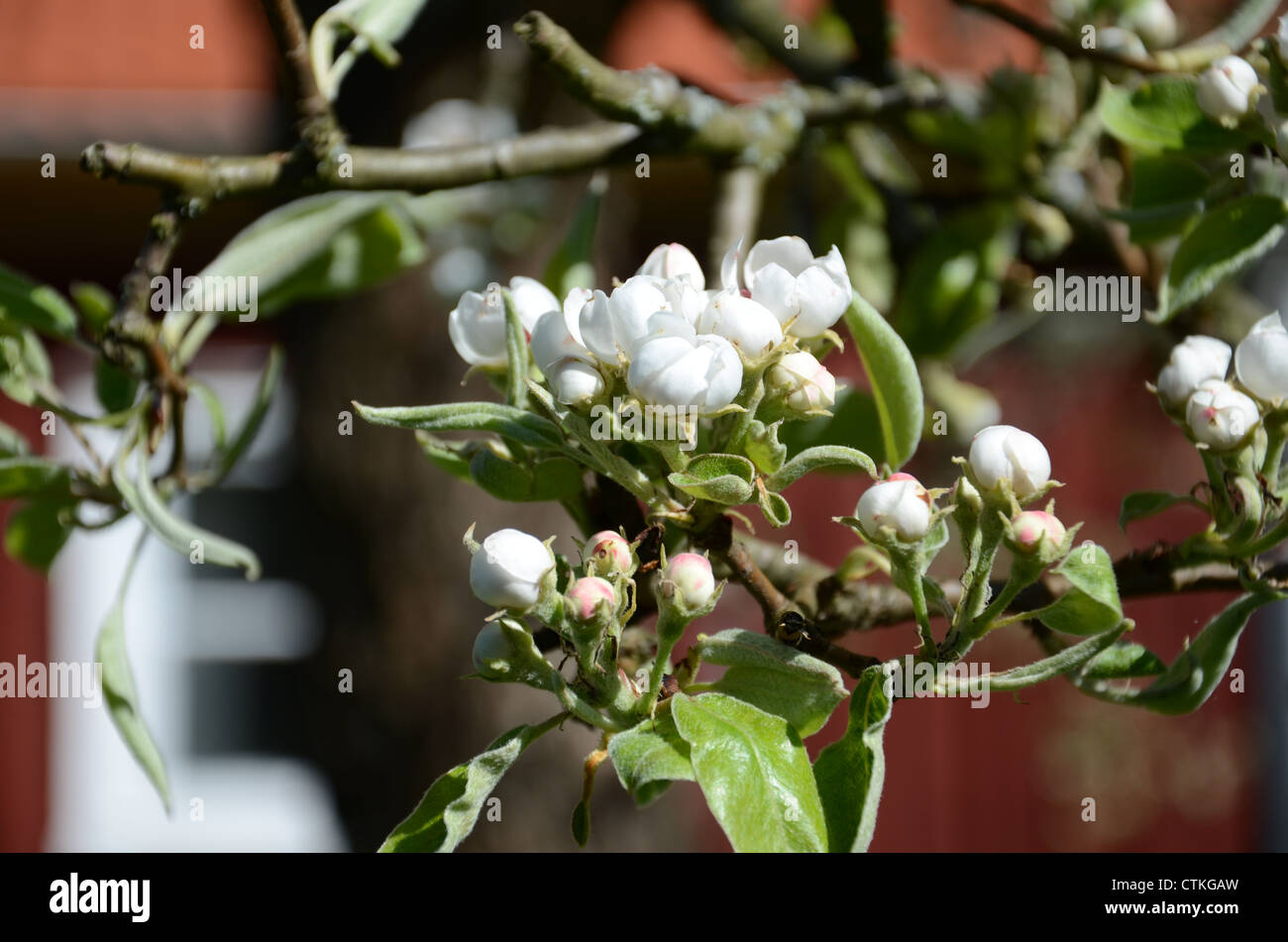 Fleur de pomme et des bourgeons sur une branche au printemps Banque D'Images