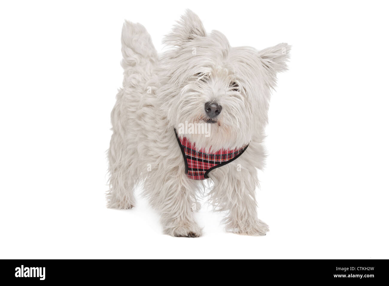 West Highland White Terrier devant un fond blanc Banque D'Images