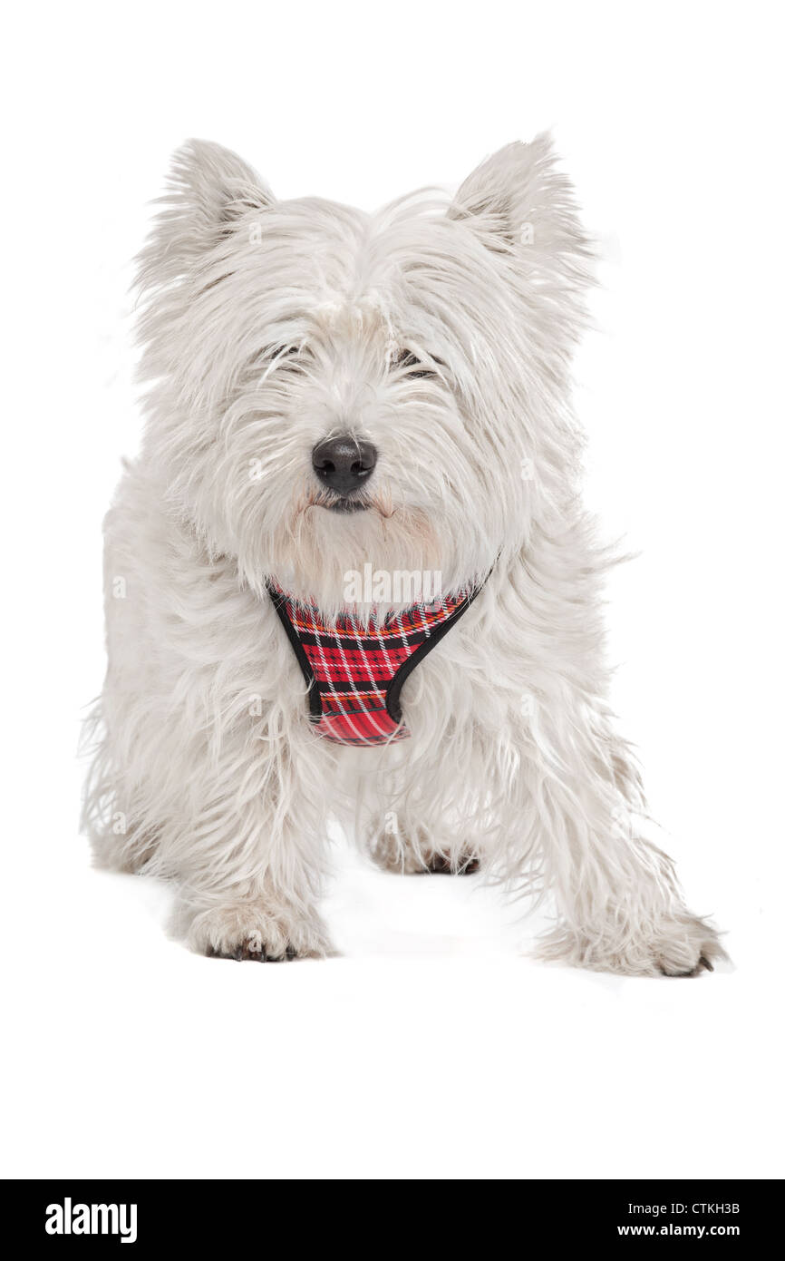 West Highland White Terrier devant un fond blanc Banque D'Images