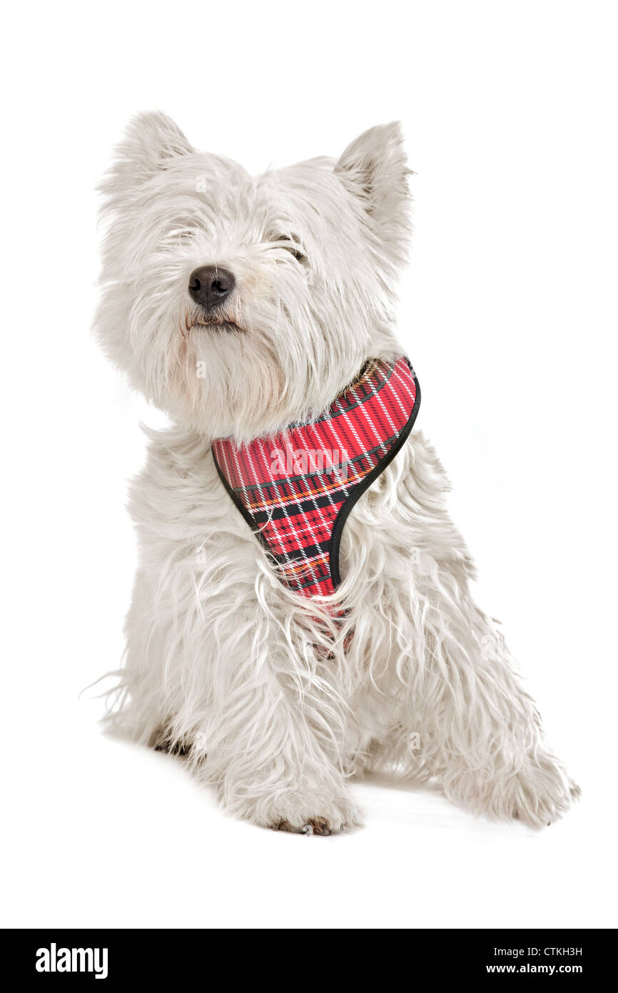 West Highland White Terrier devant un fond blanc Banque D'Images