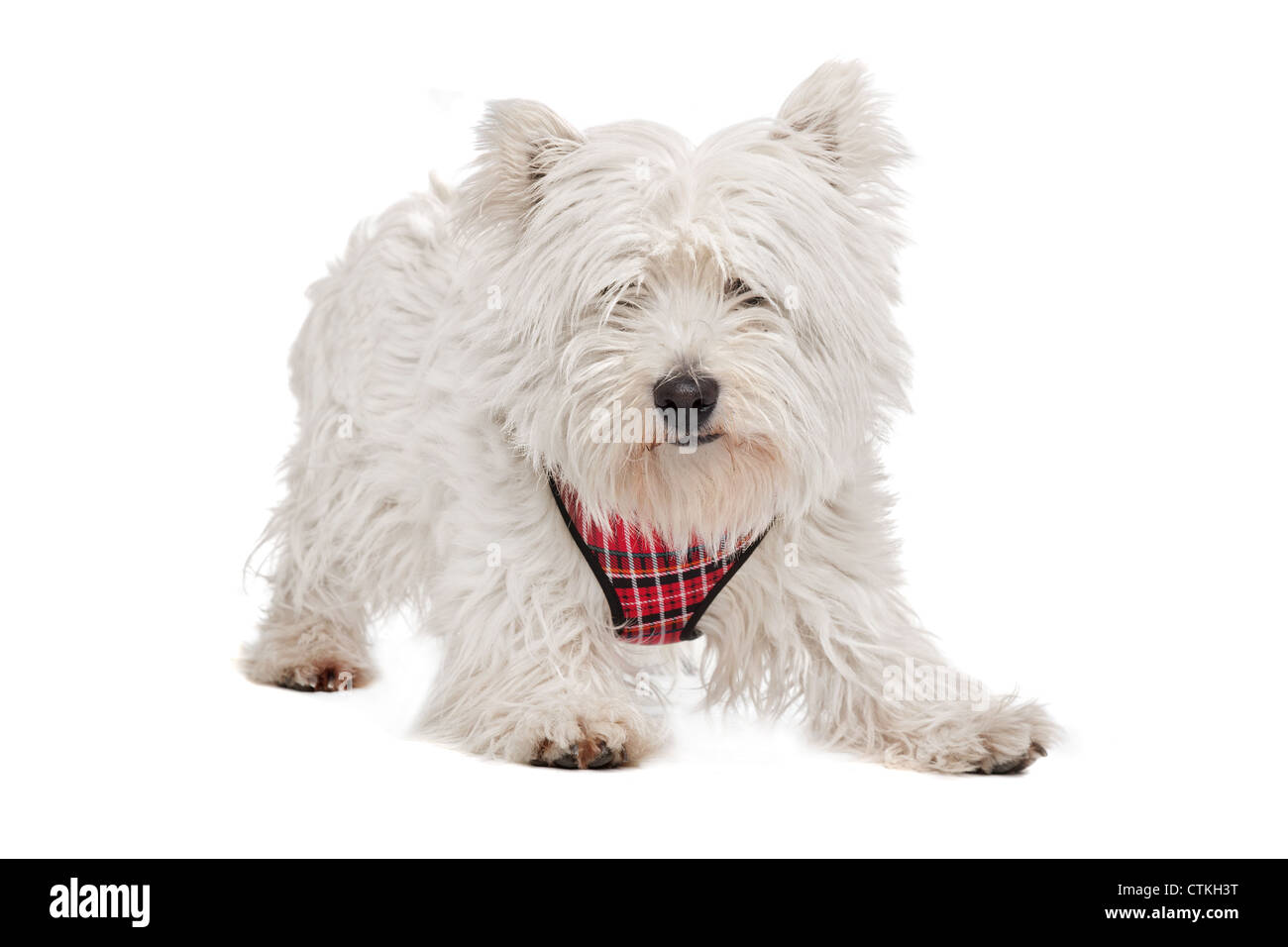 West Highland White Terrier devant un fond blanc Banque D'Images