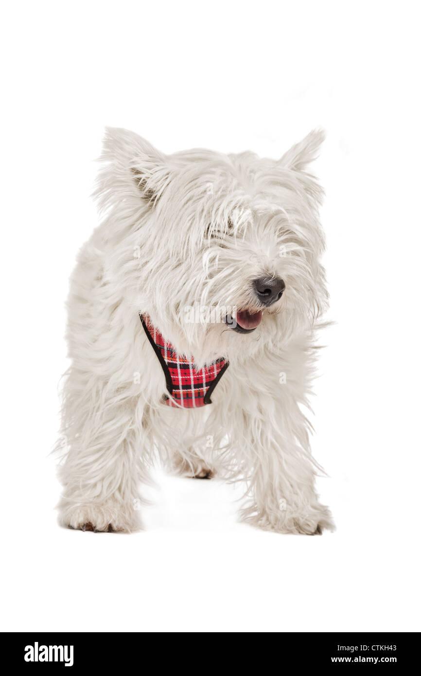 West Highland White Terrier devant un fond blanc Banque D'Images