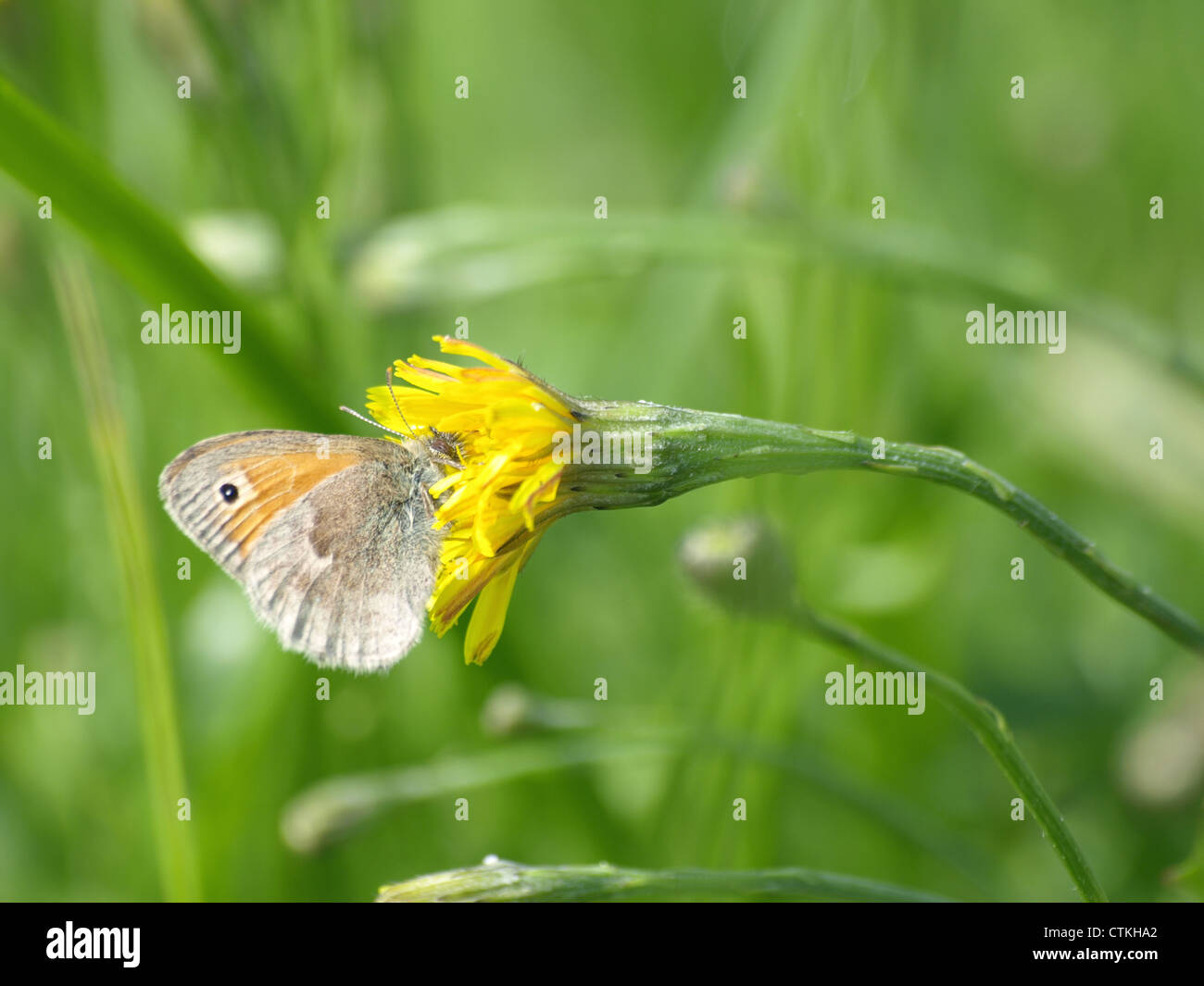 Dusky Meadow Brown / Hyponephele lycaon / Kleines Ochsenauge Banque D'Images