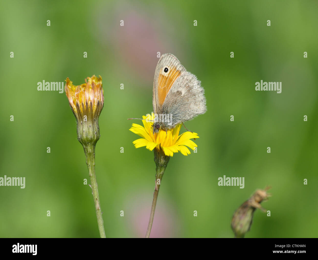 Dusky Meadow Brown / Hyponephele lycaon / Kleines Ochsenauge Banque D'Images