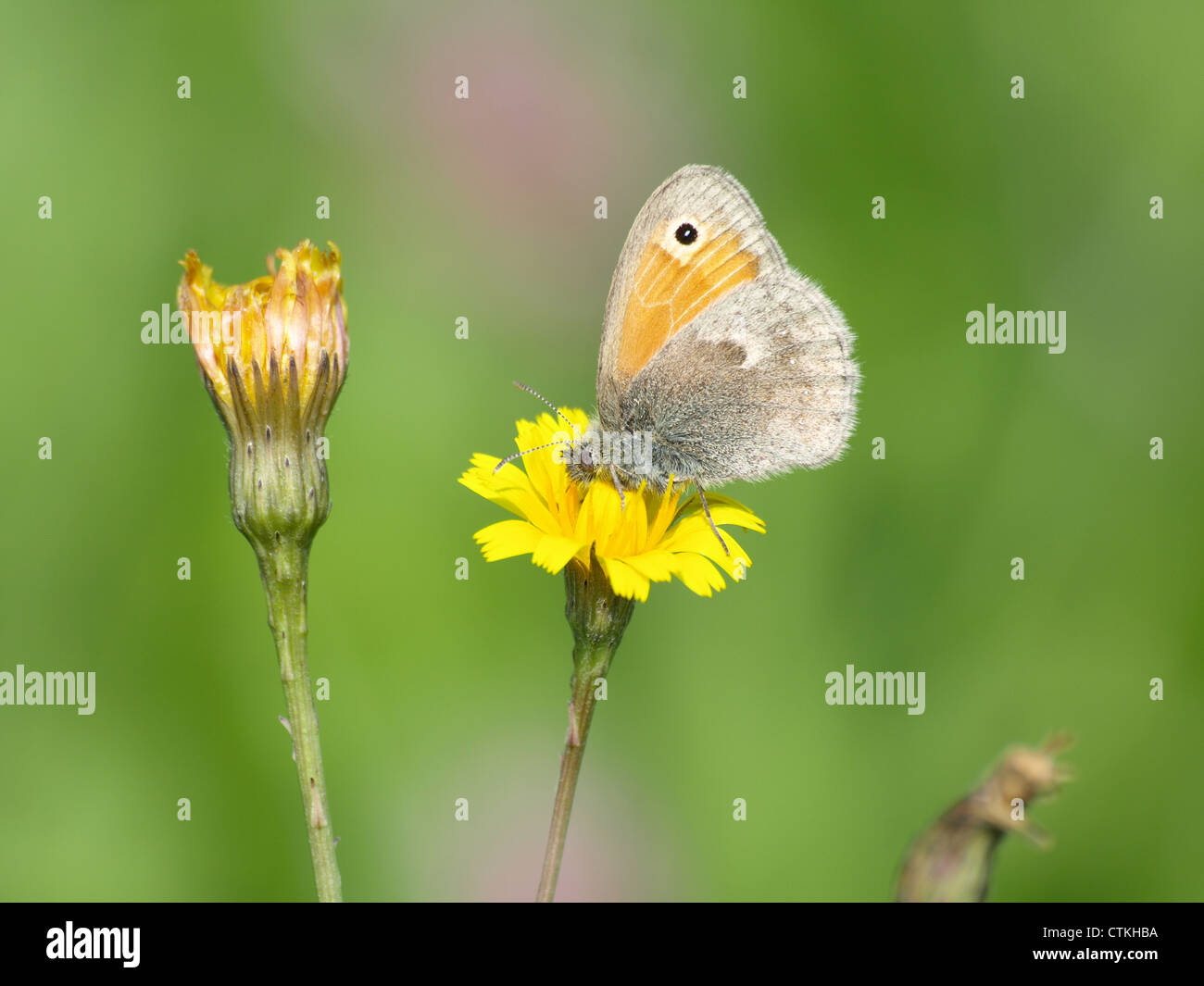 Dusky Meadow Brown / Hyponephele lycaon / Kleines Ochsenauge Banque D'Images
