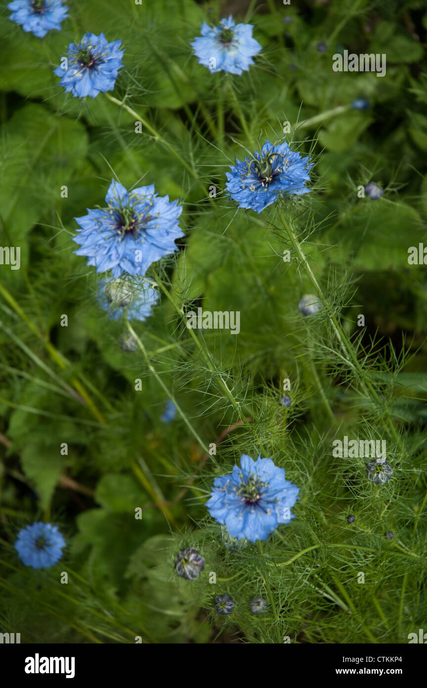Bleuet bleu en pleine floraison Banque D'Images