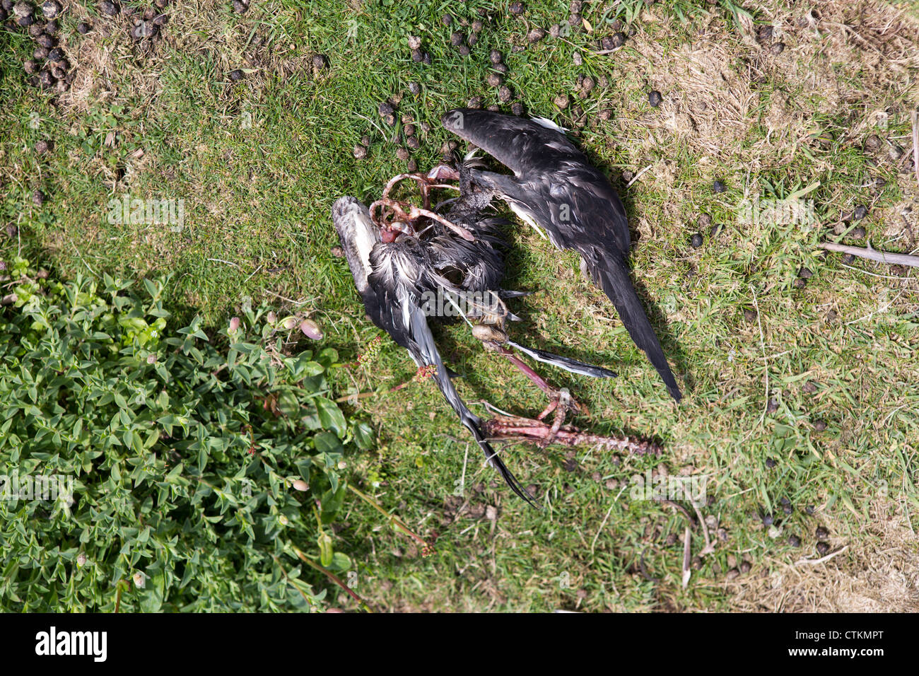 Squelette d'oiseau mort (Puffins) trouvés sur l'île de Skomer Pembrokeshire, Pays de Galles. Banque D'Images