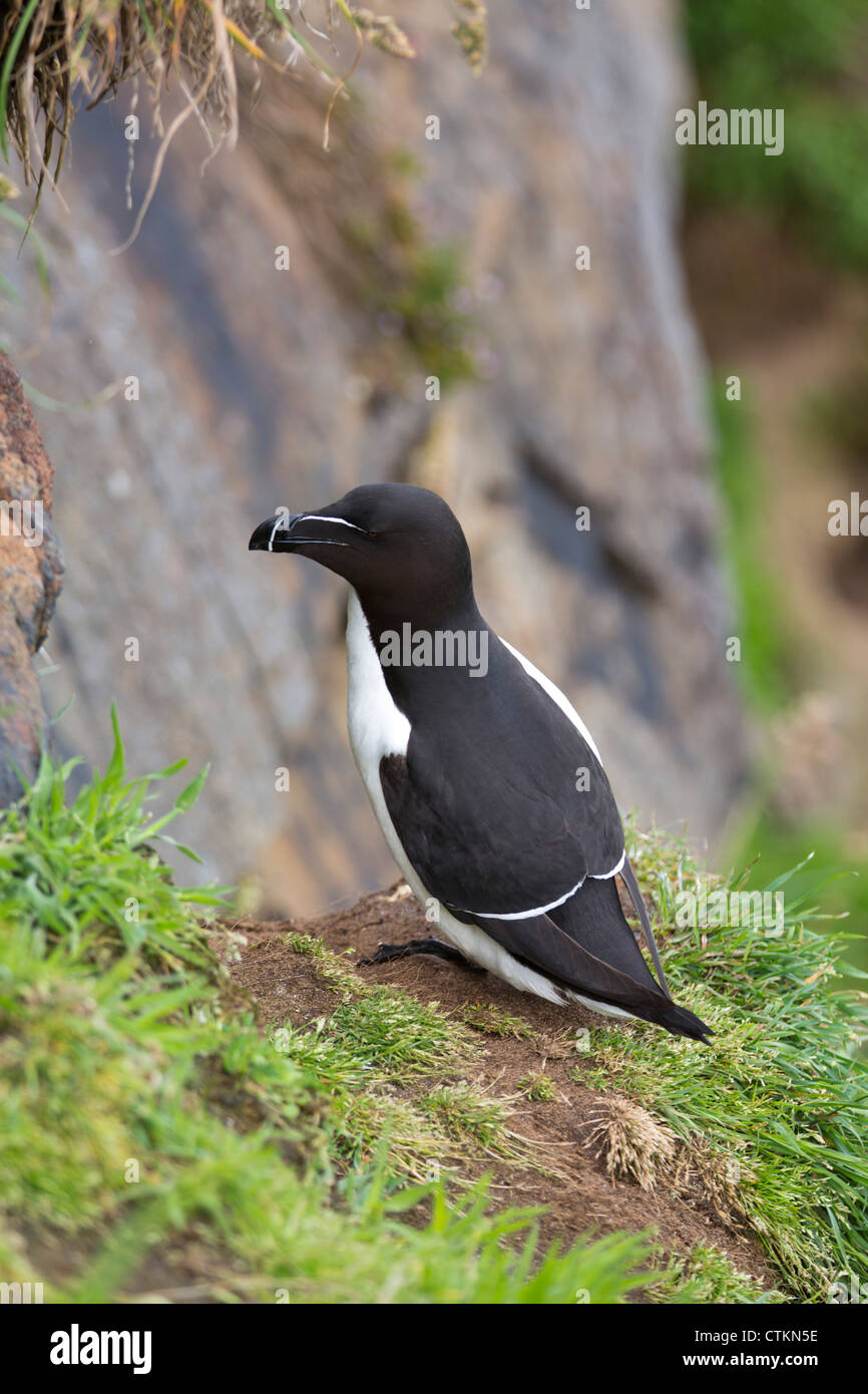 Petit pingouin (Alca torda) perché sur des rochers sur l'île de Skomer, Pembrokeshire Wales UK 127508 Skomer Banque D'Images