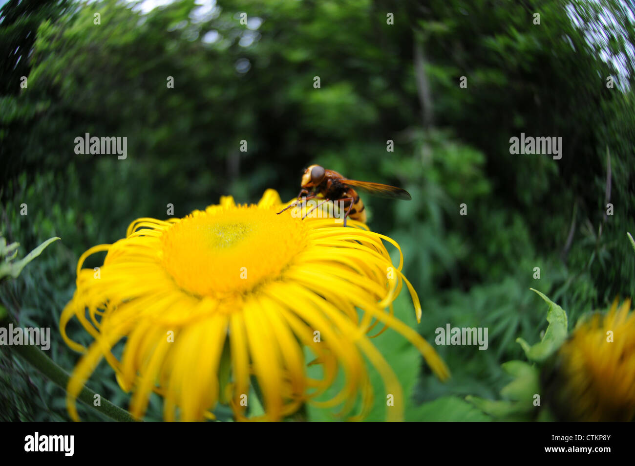 Hover fly sur une fleur jaune Banque D'Images