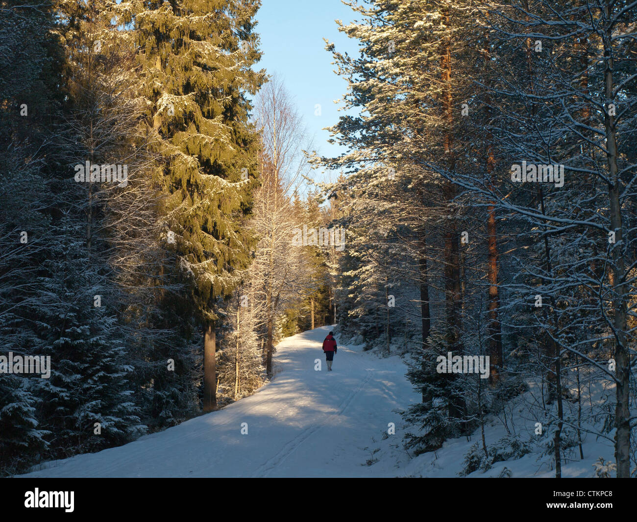 Marche sur piste couverte de neige dans la forêt avec un faible soleil d'hiver à proximité de Oslo Norvège Banque D'Images