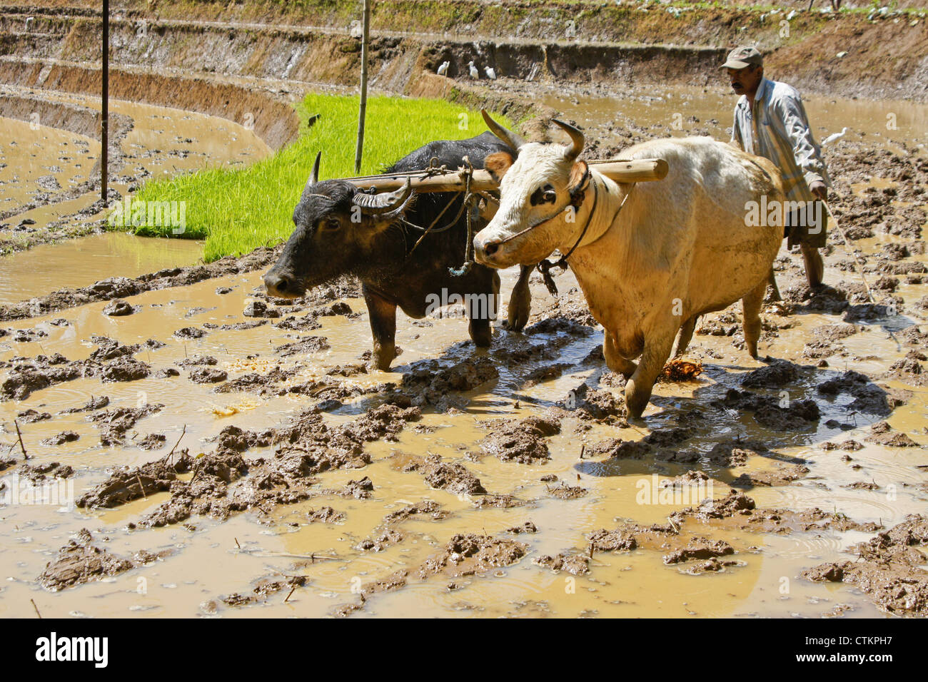 Agriculteur labourant le sol de terrasse de riz avec de l'eau buffalo et Bullock, Sri Lanka Banque D'Images