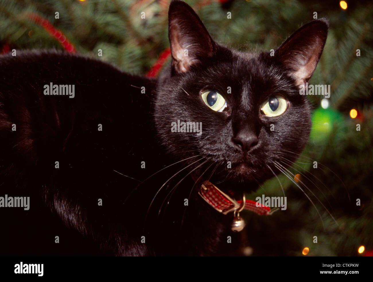 Un chat noir en face d'un arbre de Noël. Banque D'Images