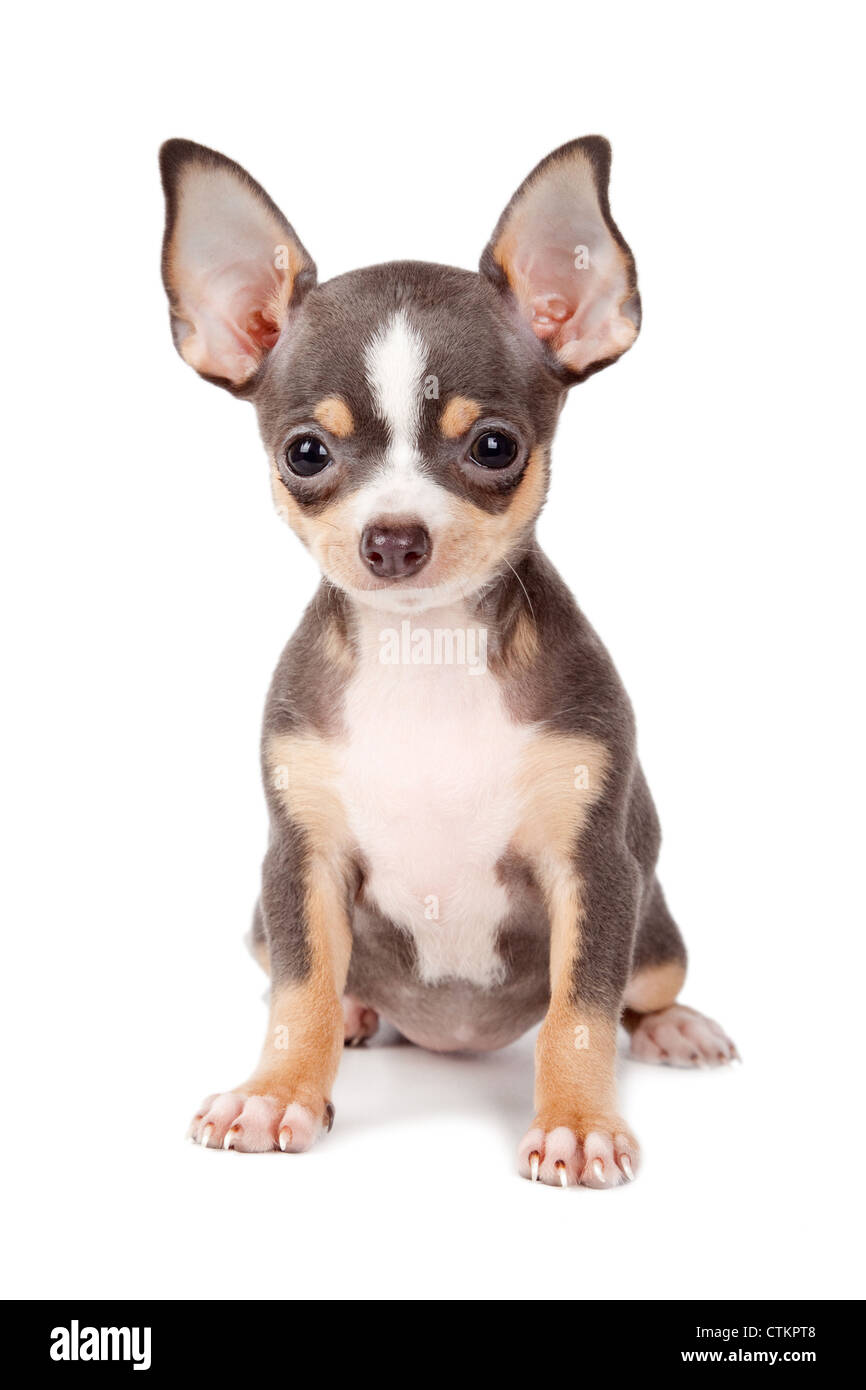 Cute Chihuahua chien sur un fond blanc. Banque D'Images
