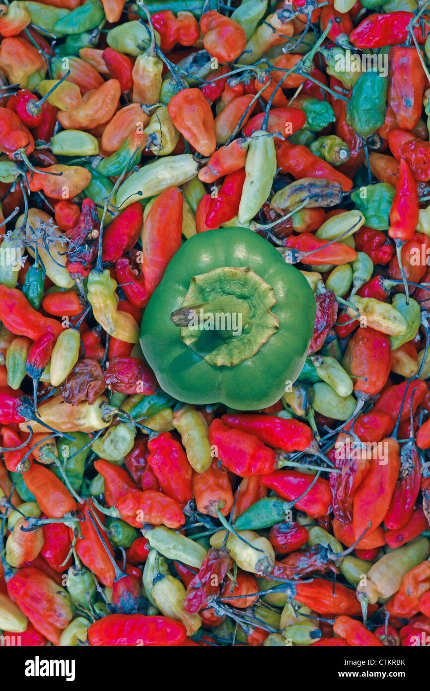 Le piment de cayenne, paprika Capsicum annuum, red & Green chili Banque D'Images