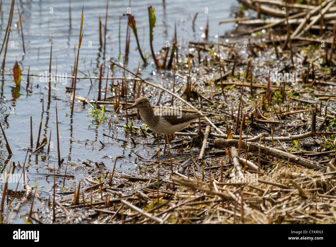 Chevalier grivelé (Actitis hypoleucos commune) à la recherche de nourriture Banque D'Images
