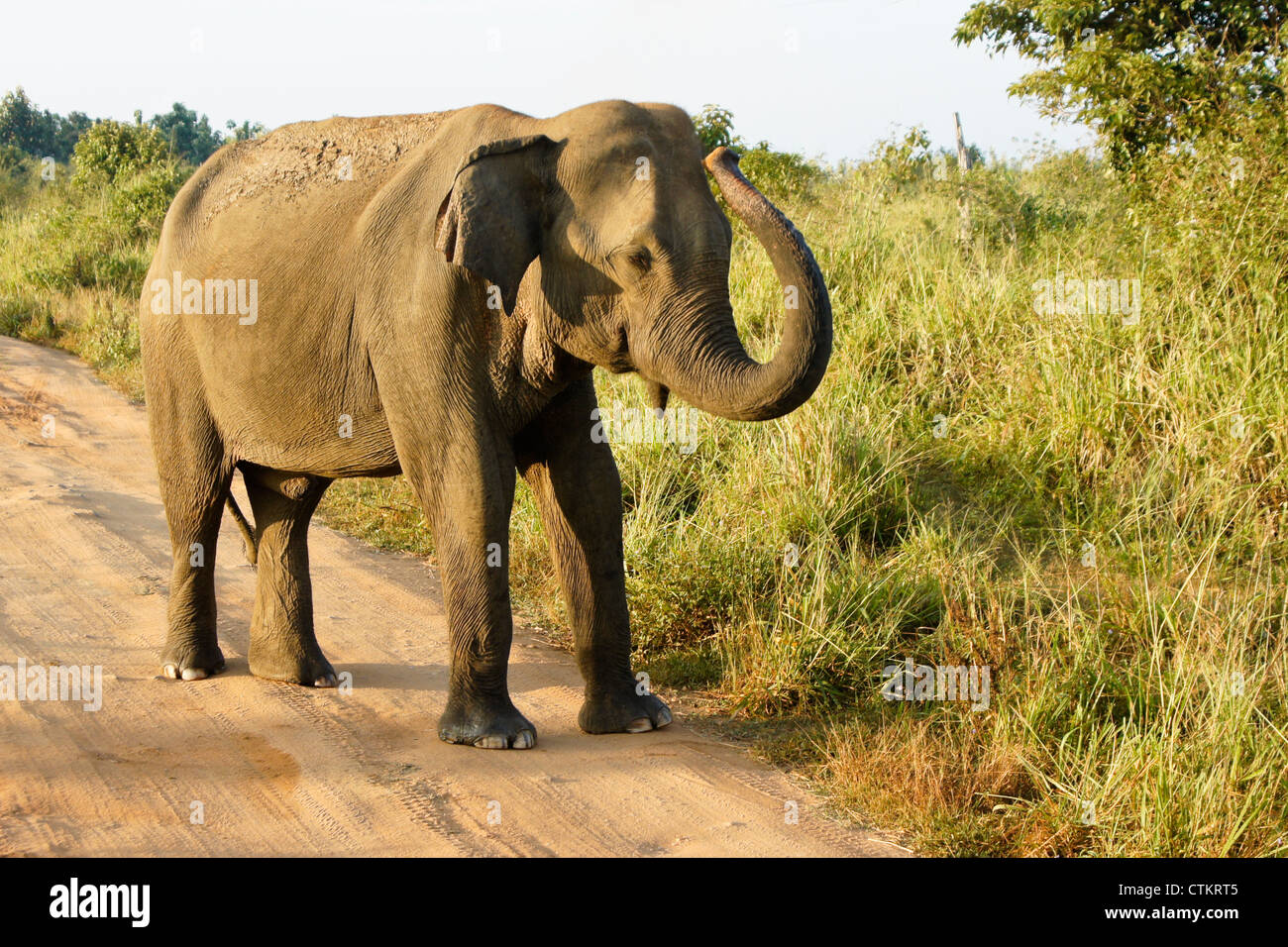 L'éléphant d'Asie en Parc National d'Uda Walawe, Sri Lanka Banque D'Images