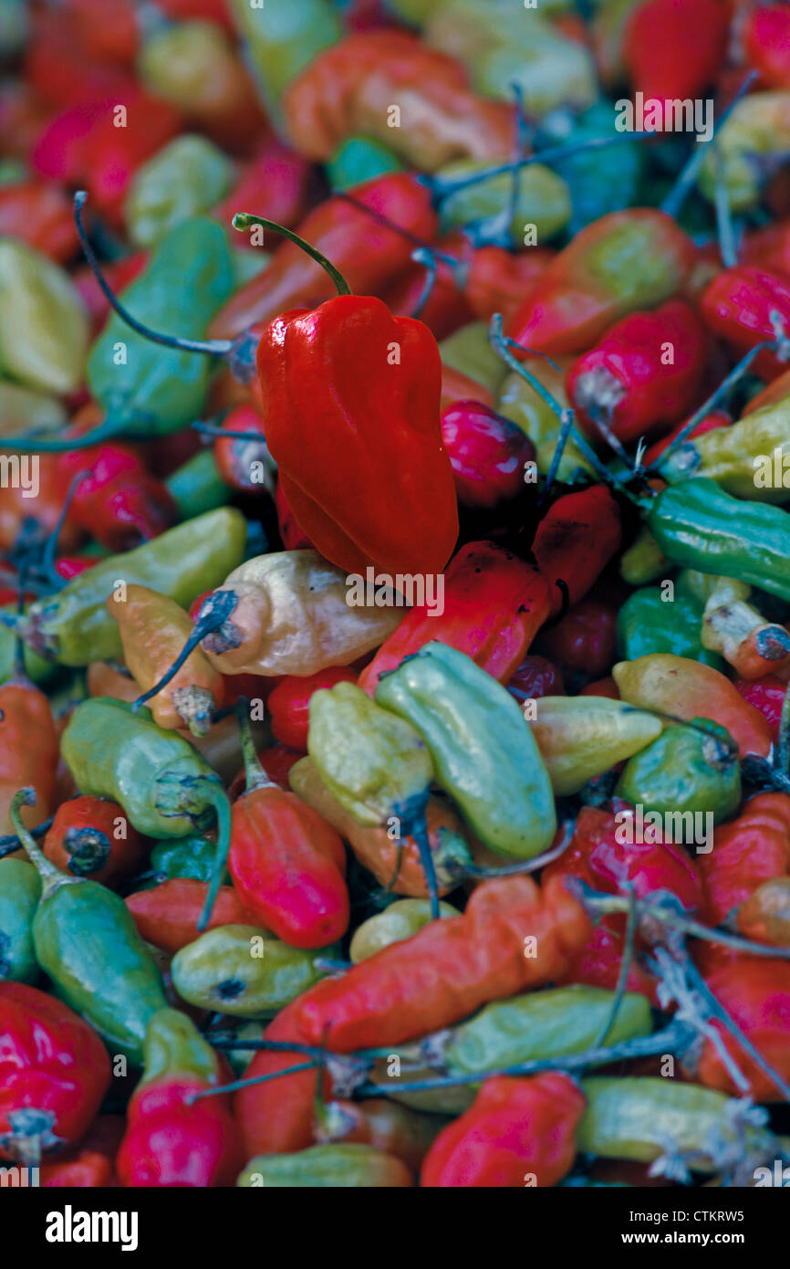 Le piment de cayenne, paprika Capsicum annuum, red & Green chili Banque D'Images