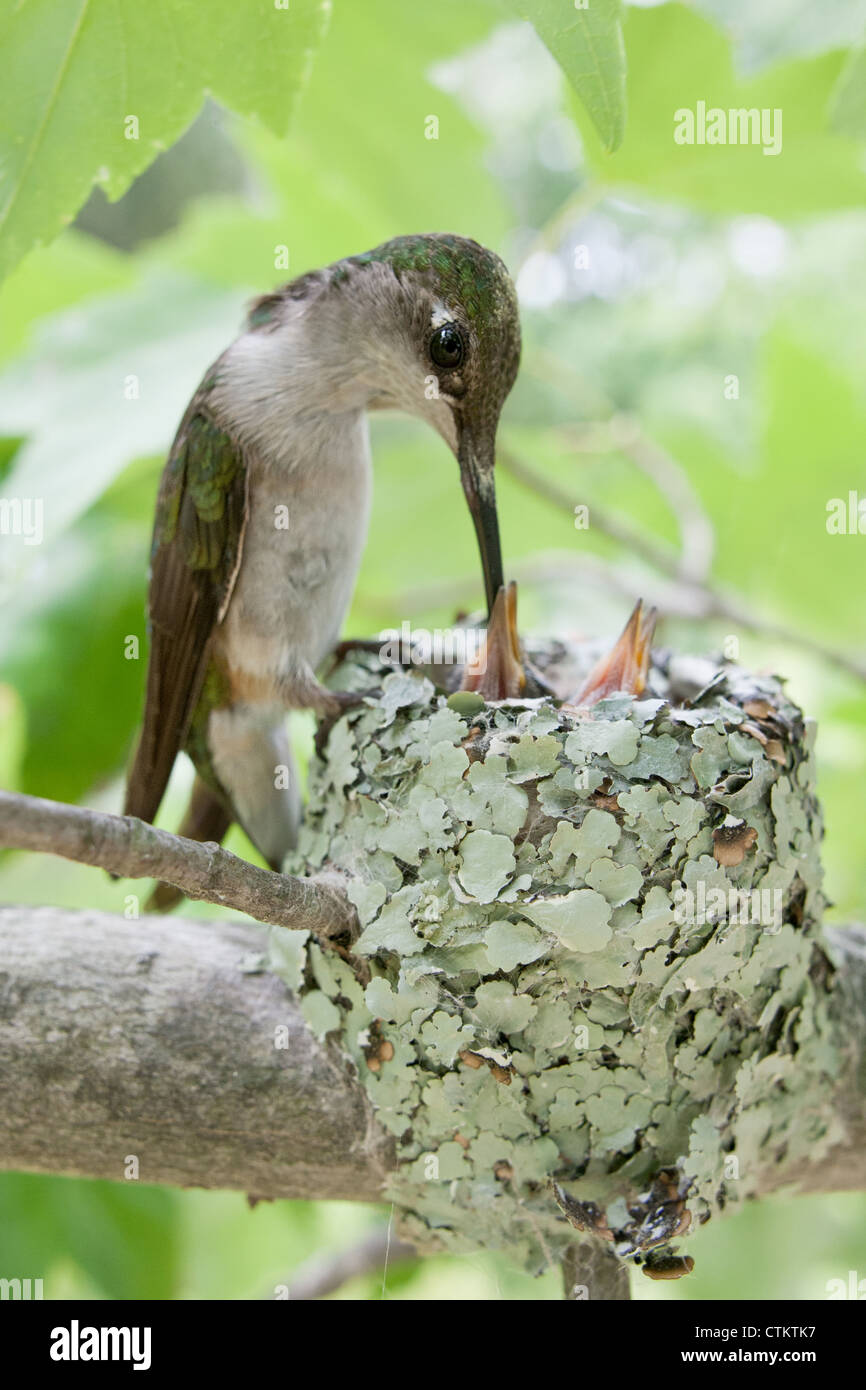 Colibri à gorge rubis nourrissant des oisillons dans Nest - vertical Banque D'Images