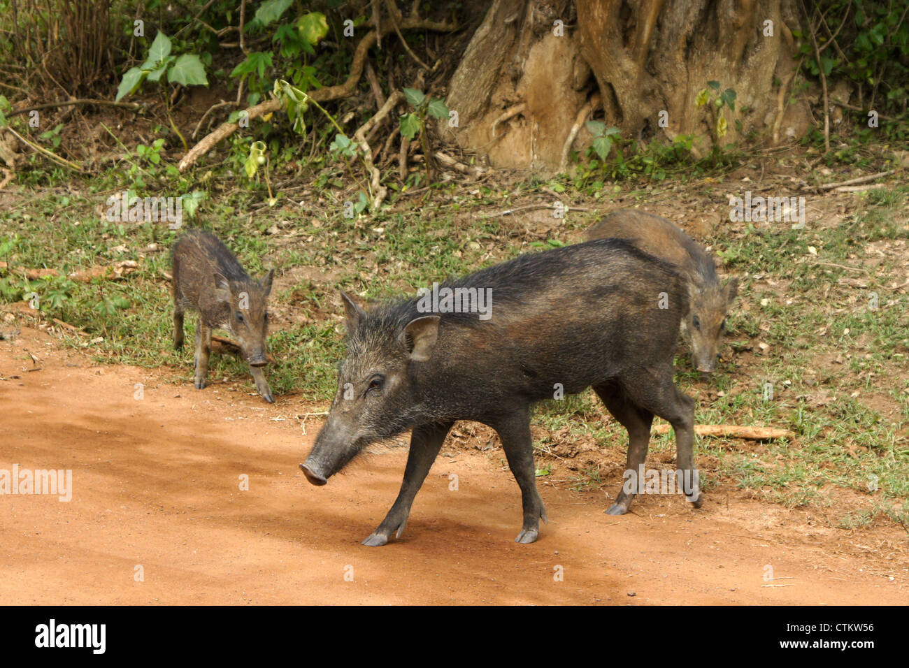 Les sangliers sur route, parc national de Yala, au Sri Lanka Banque D'Images