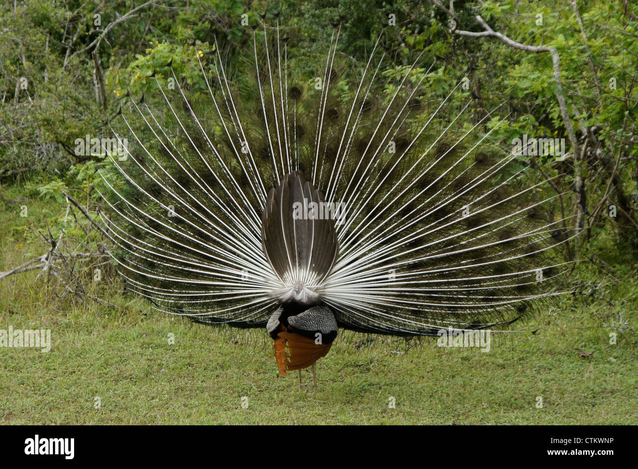 Les Indiens mâles paons bleus (Peacock) Affichage, Vue arrière, parc national de Yala, au Sri Lanka Banque D'Images