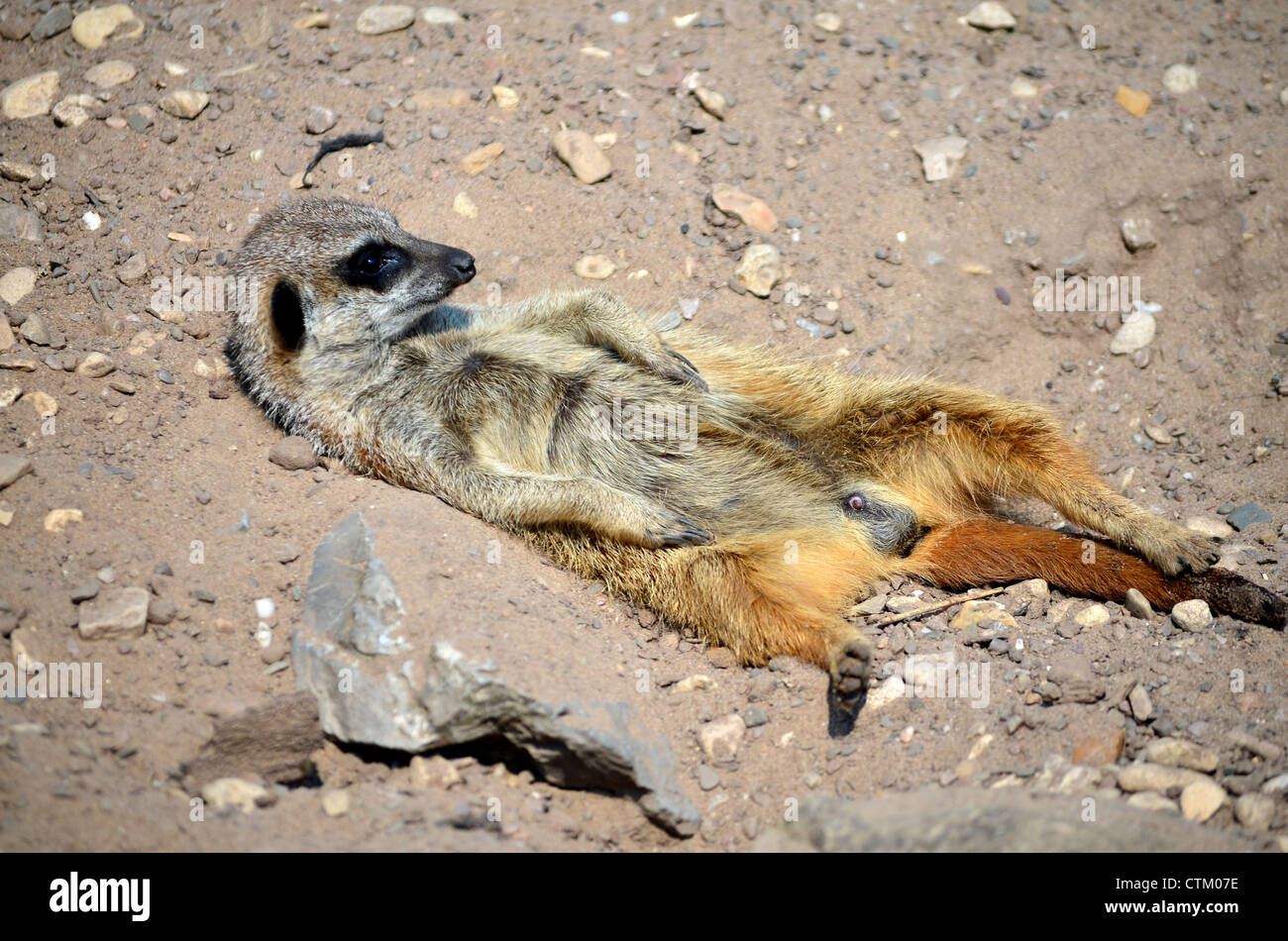 Meerkat suricate à queue fine ou couché au soleil Banque D'Images