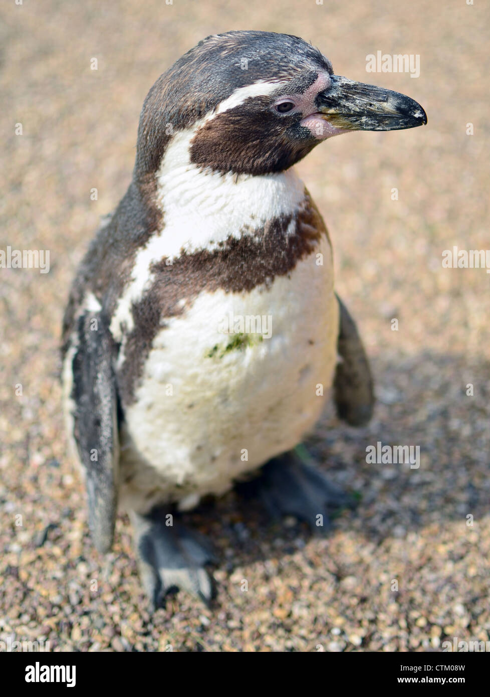 (Humboldt Penguin péruvien) debout sur le gravier. Banque D'Images