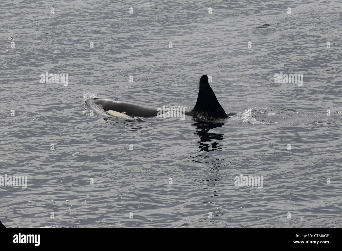 L'Orque Orcinus orca, Braewick, Eshaness, Shetland, UK Banque D'Images