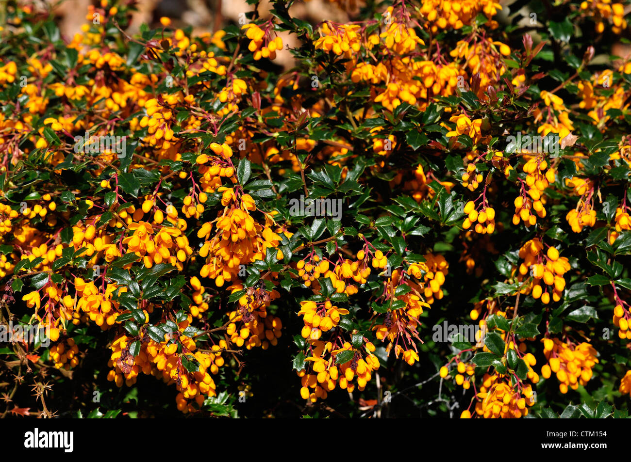 Une masse de fleurs sur un arbuste Berberis darwinii UK Banque D'Images