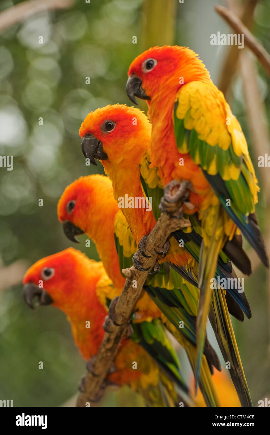 Perruches Orange ; Chiang Mai, Thaïlande Banque D'Images