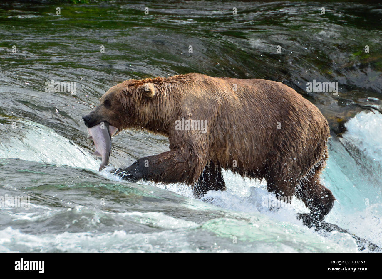 Ours Cascade De Saumon Banque De Photographies Et D images Haute ours-cascade-de-saumon-banque-de-photographies-et-d-images-haute