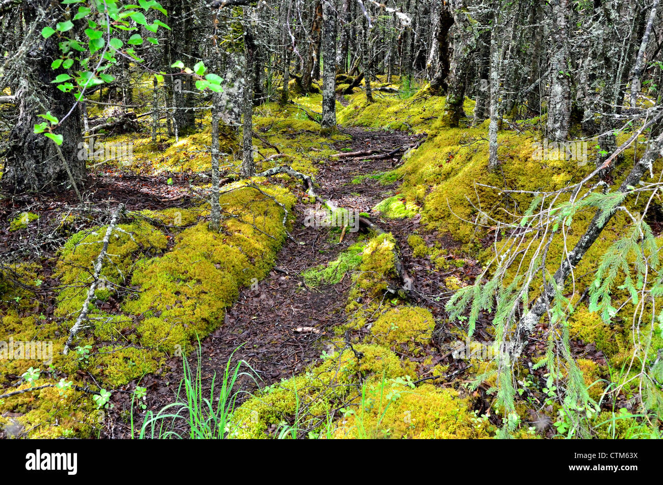 Bear trail crossing le vert mousse dans les bois. Katmai National Park et préserver. L'Alaska, USA. Banque D'Images