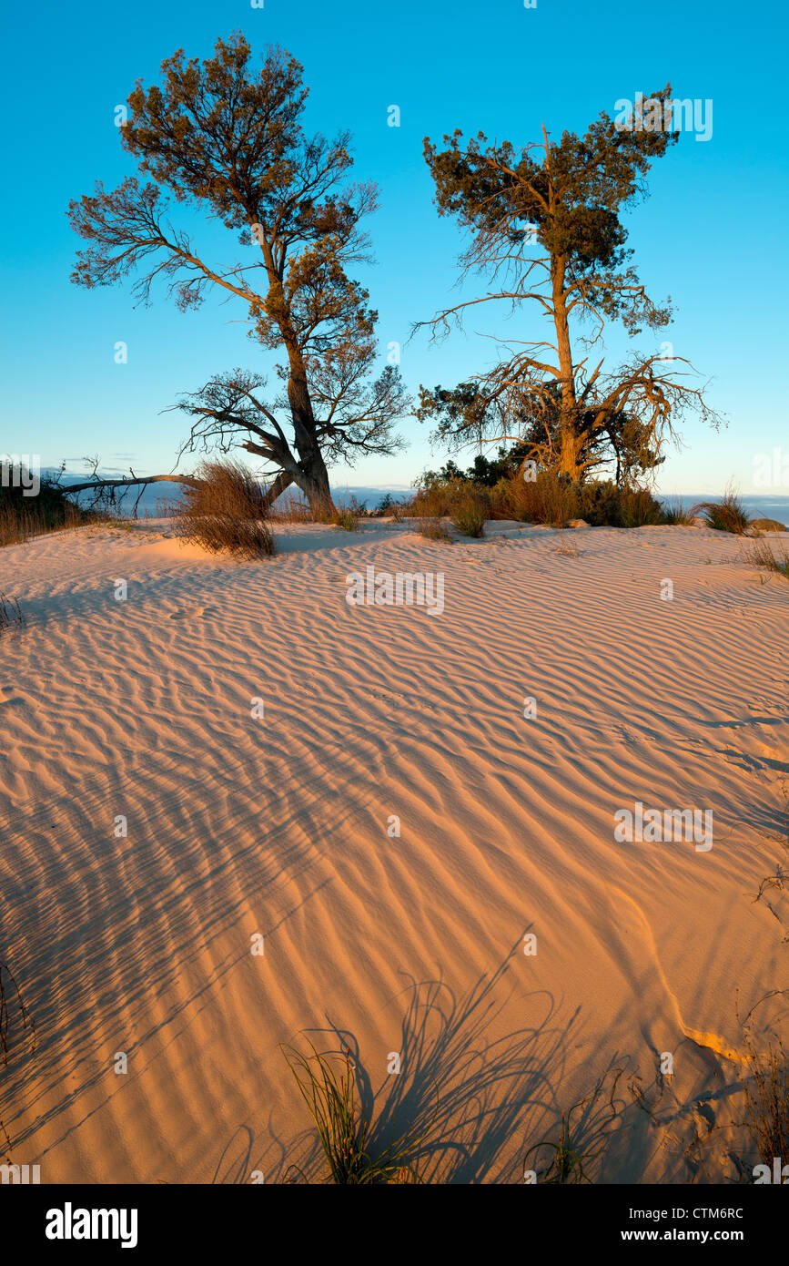 Les tendances dans les dunes de sable les murs de la Chine à Mungo National Park, New South Wales, Australie Banque D'Images