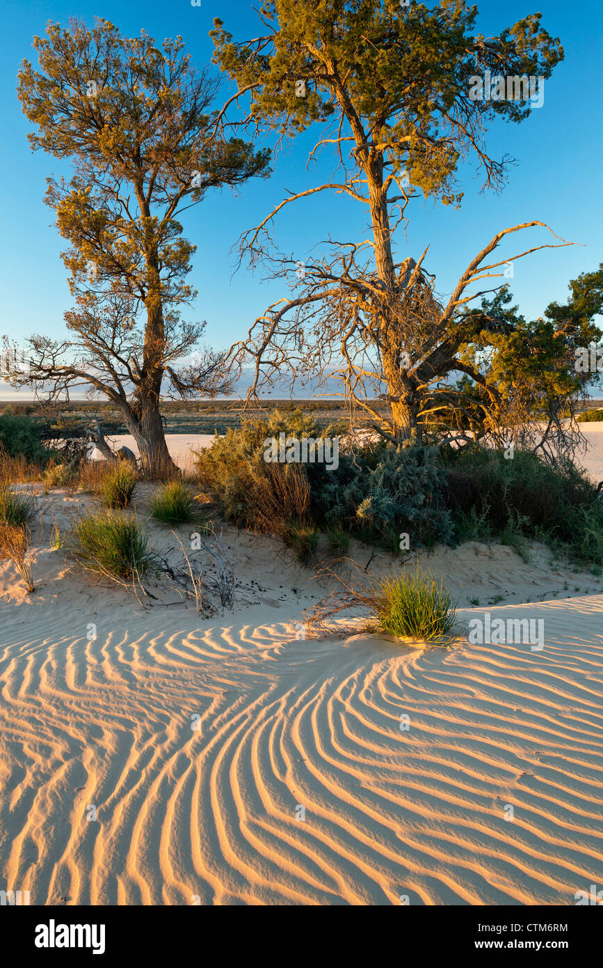 Les tendances dans les dunes de sable les murs de la Chine à Mungo National Park, New South Wales, Australie Banque D'Images