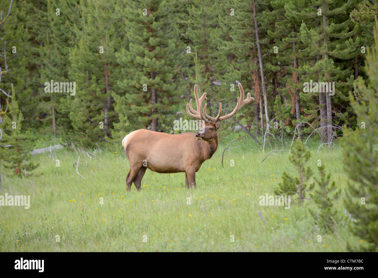 Les mâles dans le Parc National de Yellowstone, Wyoming, USA Banque D'Images