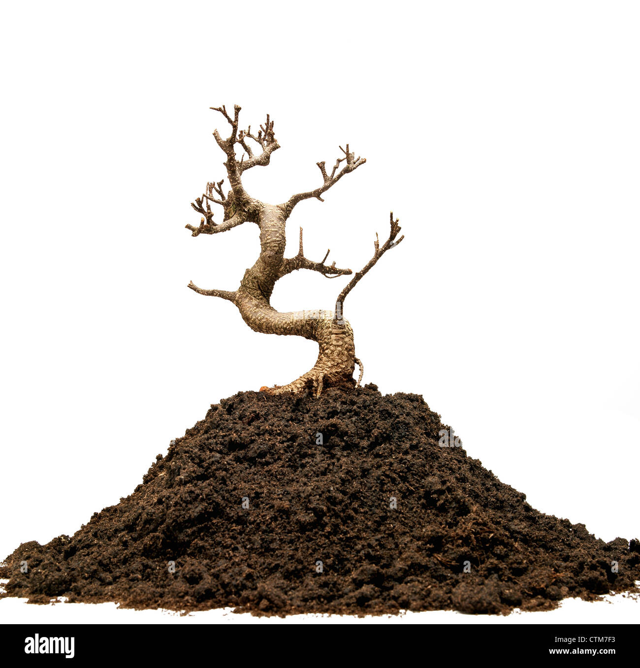 Bonsaï arbre mort et un tas de terre sur fond blanc Photo Stock - Alamy