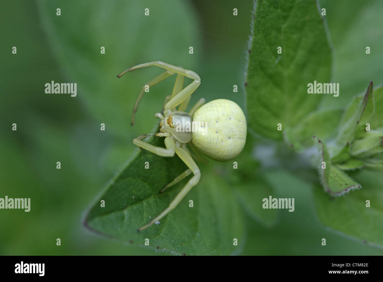 Araignée crabe (Misumena vatia) Banque D'Images