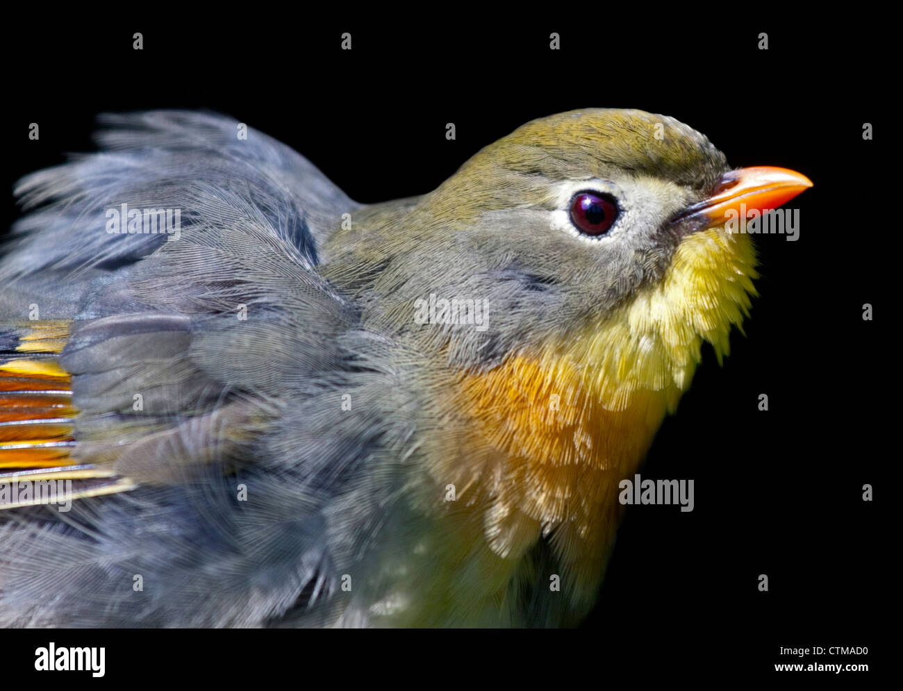 Pekin Robin (Leiothrix lutea) Banque D'Images
