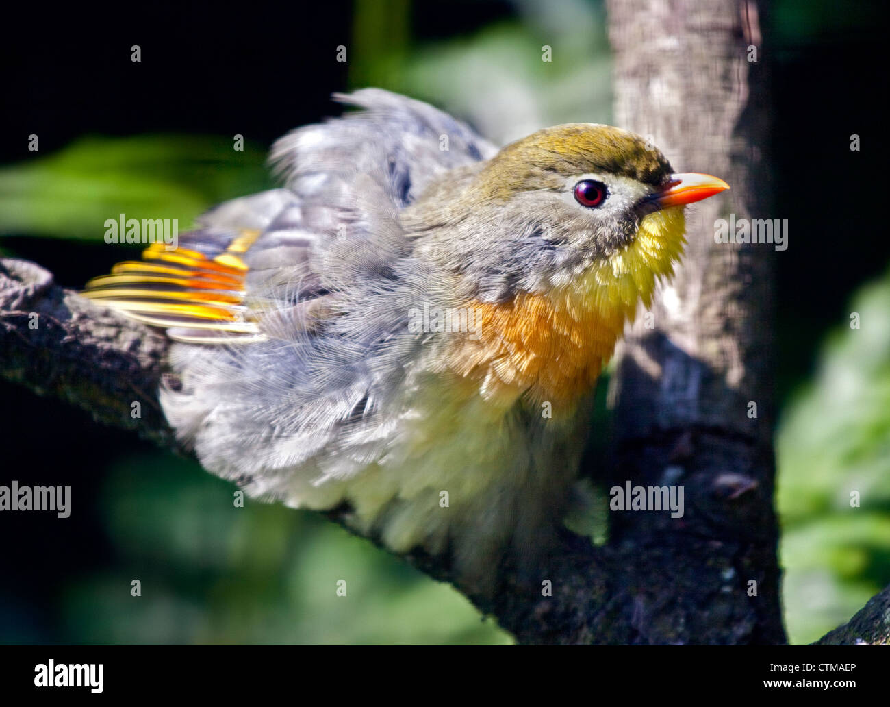 Pekin Robin (Leiothrix lutea) Banque D'Images