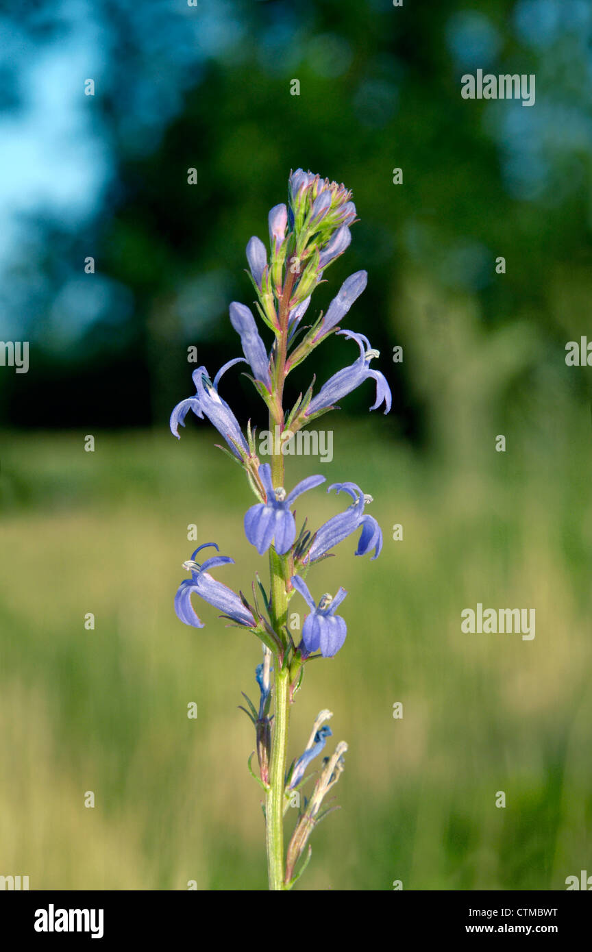 HEATH LOBELIA Lobelia urens (Campanulaceae) Banque D'Images