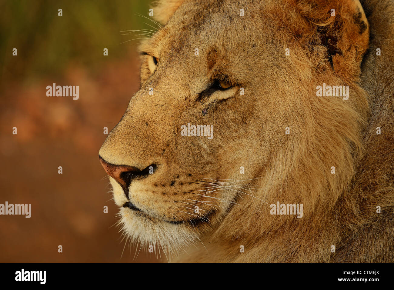 Portrait d'un mâle sub-adulte Lion au Kenya Masai Mara Game Reserve. Banque D'Images