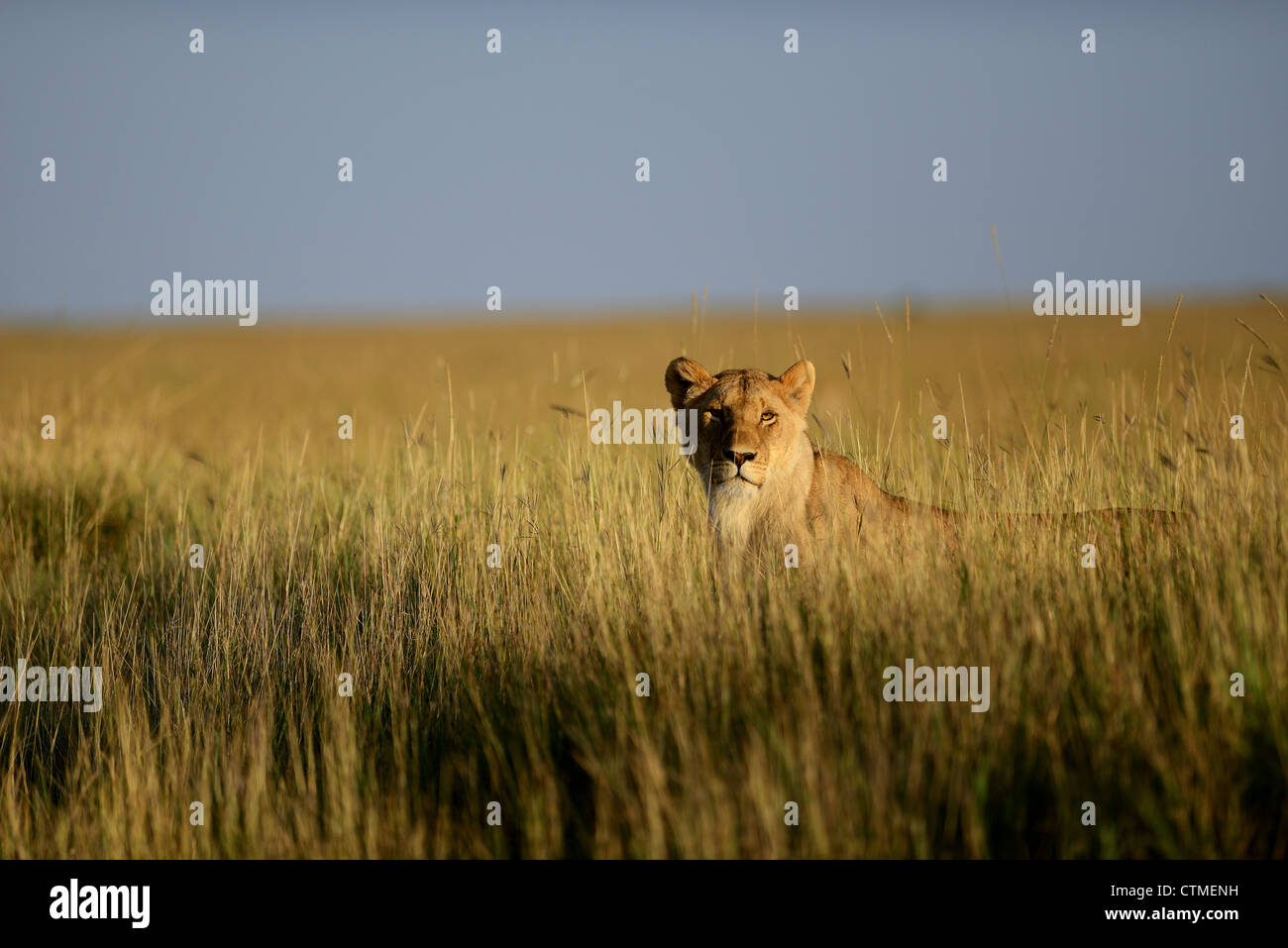 L'Afrique sauvage Lionne à la recherche d'une prairie dans le Masai Mara Game Reserve Banque D'Images