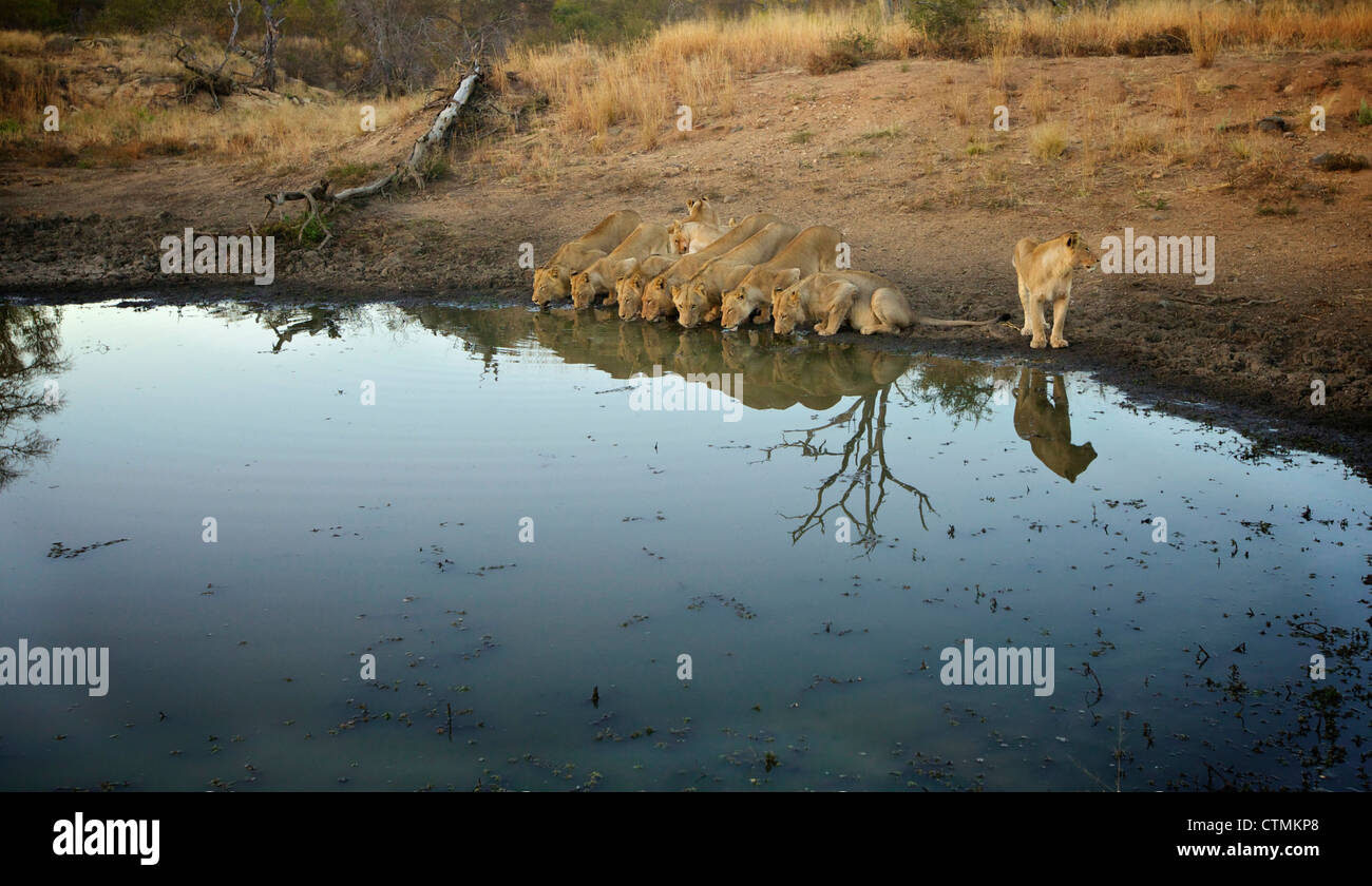 Une troupe de lions à partir d'un point d'eau potable, Pondoro Game Lodge, Bothabelo Bed and Breakfast réserve naturelle privée, du Limpopo. L'Afrique du Sud Banque D'Images