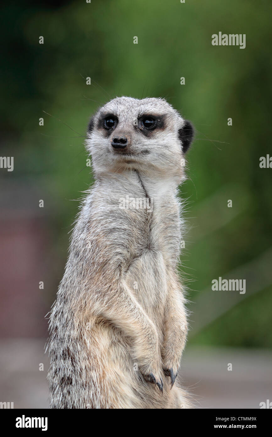 Meerkat (Suricata suricatta) monte la garde au Yorkshire Wildlife Park Banque D'Images
